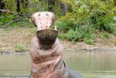 Flusspferd (99 von 104).jpg